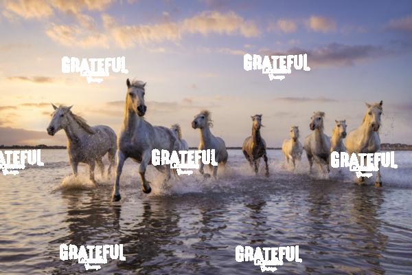 The White Horses of the Camargue in France