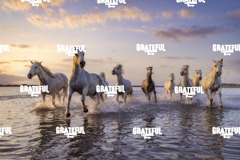 The White Horses of the Camargue in France