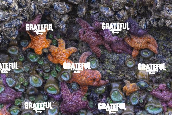 Starfish in Bandon on the Oregon Coast