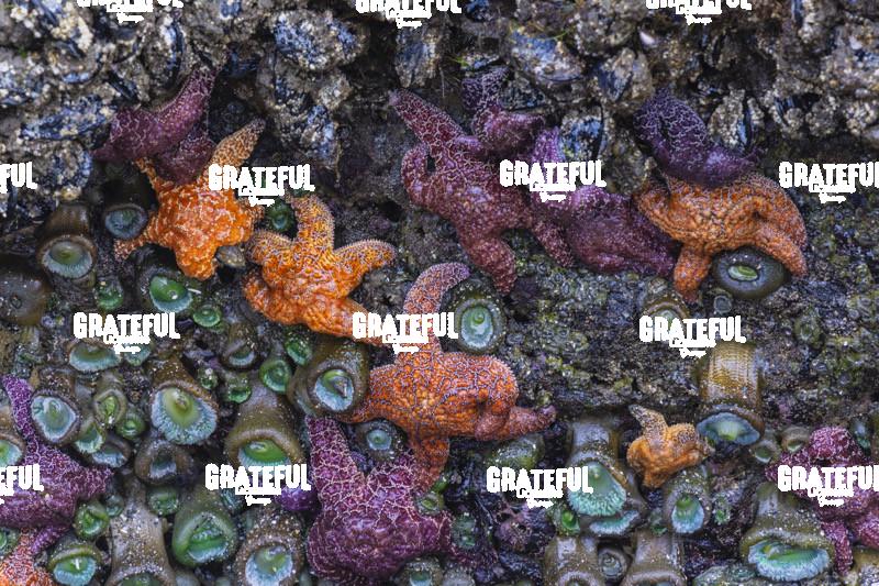 Starfish in Bandon on the Oregon Coast