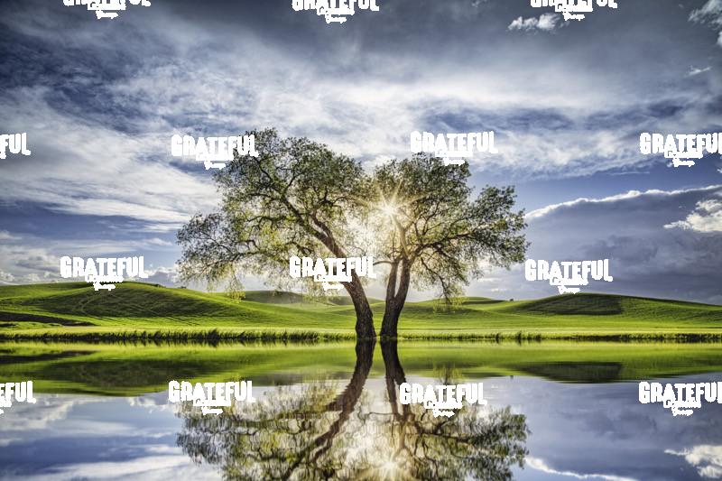 Beautiful Tree with reflection in the Palouse