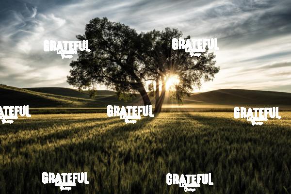 Lone Tree at Sunset in the Palouse