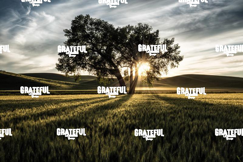 Lone Tree at Sunset in the Palouse