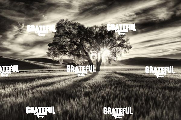 Lone Tree in the Palouse