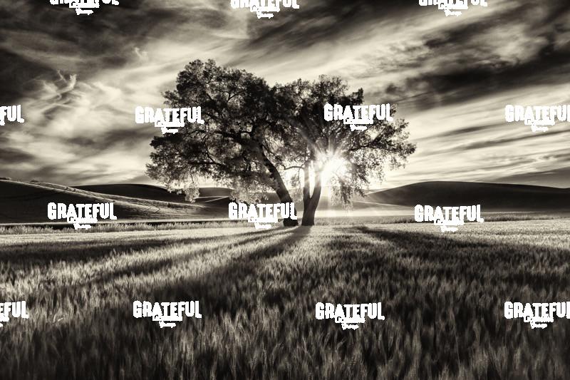 Lone Tree in the Palouse