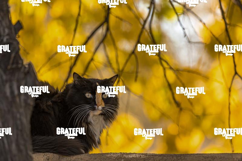 Fall Cat 1