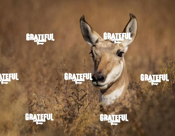 Pronghorn Female Portrait 1
