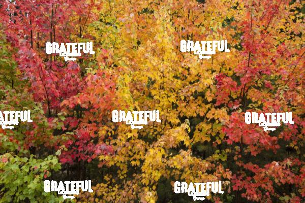 fall color in Acadia 10