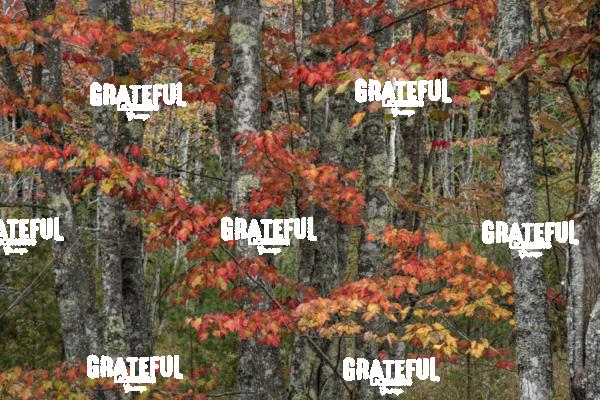 Fall color in Acadia 5