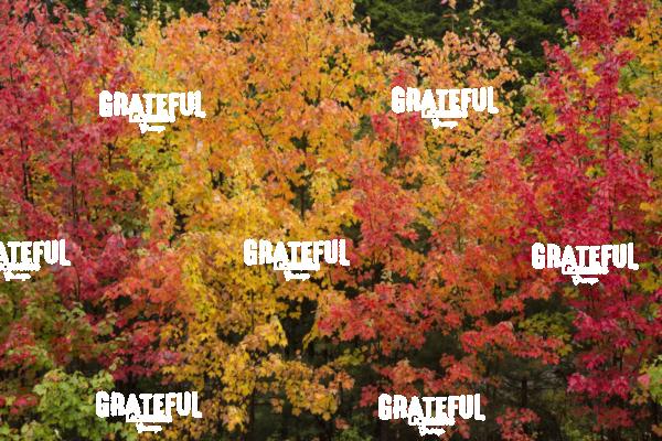 fall color in Acadia 11