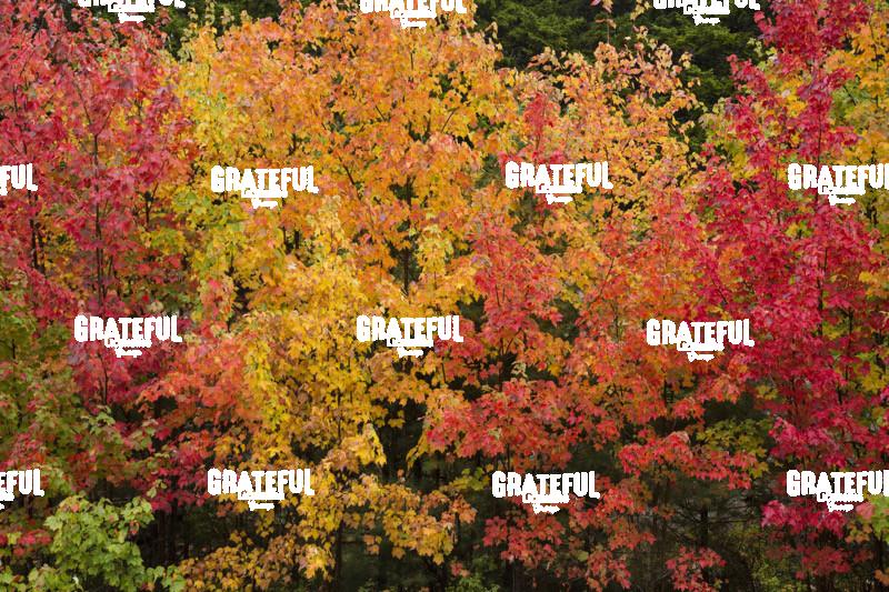 fall color in Acadia 11