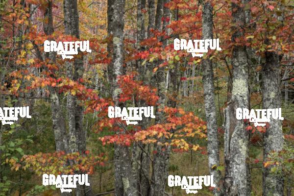 fall color in Acadia 7