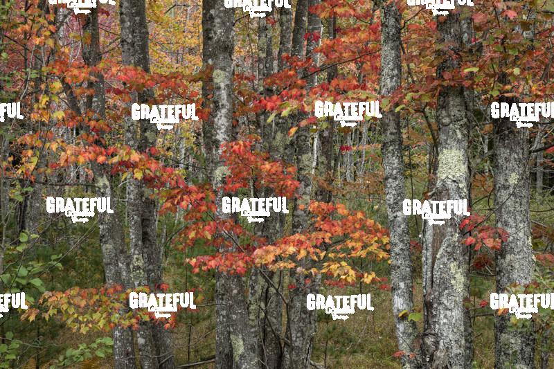 fall color in Acadia 7