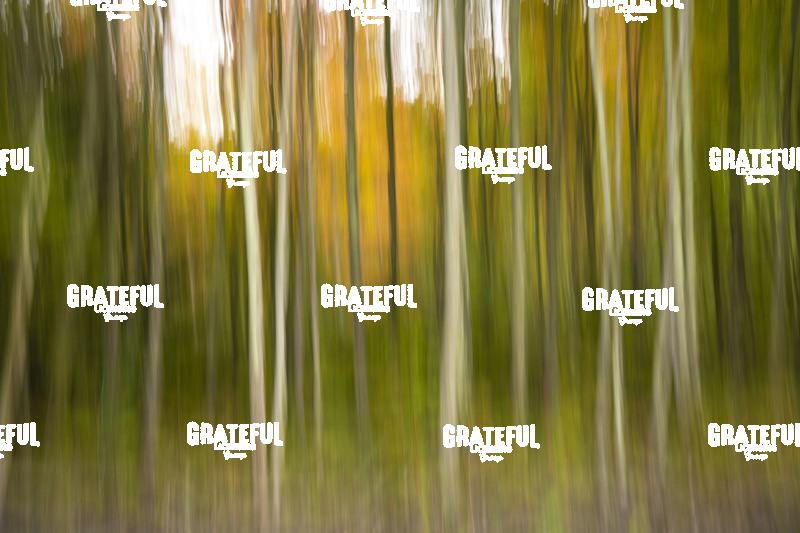 Fall Color in Trees in Acadia National Park 2