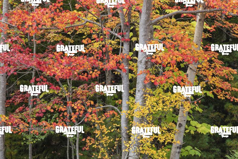 Fall color in Acadia National Park