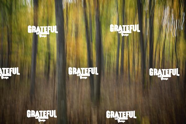 Motion Blur Trees Fall Color