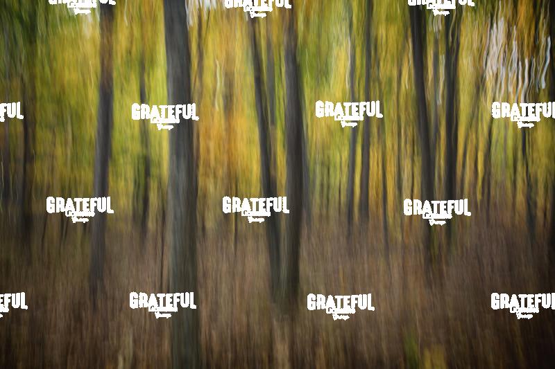 Motion Blur Trees Fall Color