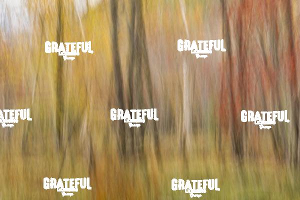 Motion Blur of fall color trees in Acadia National Park