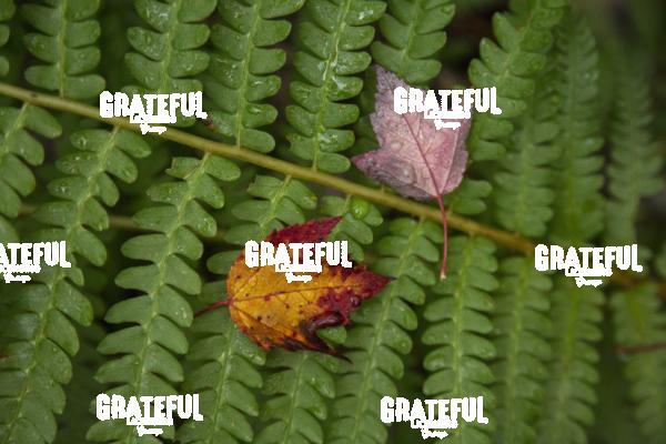 Fall Color in Acadia 8