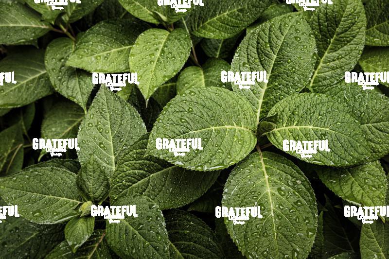 Rain Drops on Hydrangeas in Acadia National Park