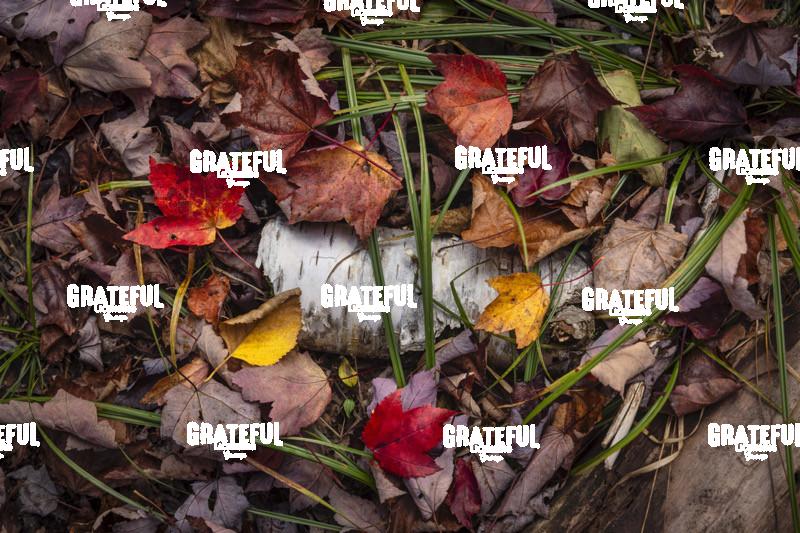 The Wild Gardens of Acadia National Park
