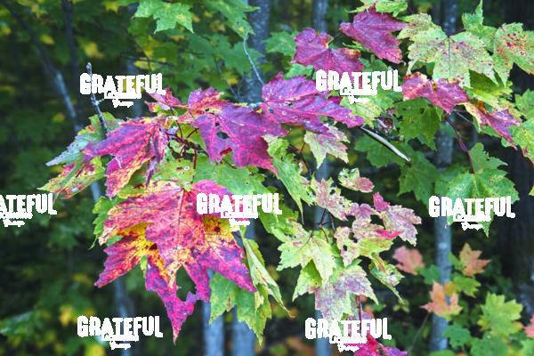 Turning Point — First Wispers of Fall in the Adirondacks