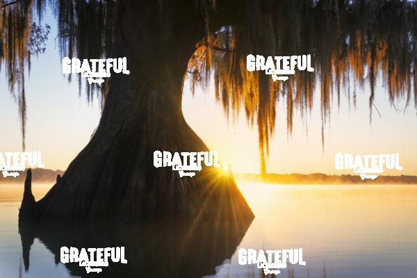 Verrett's Golden Veil