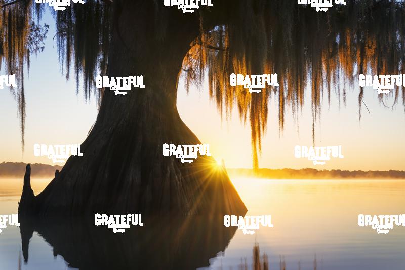 Verrett's Golden Veil