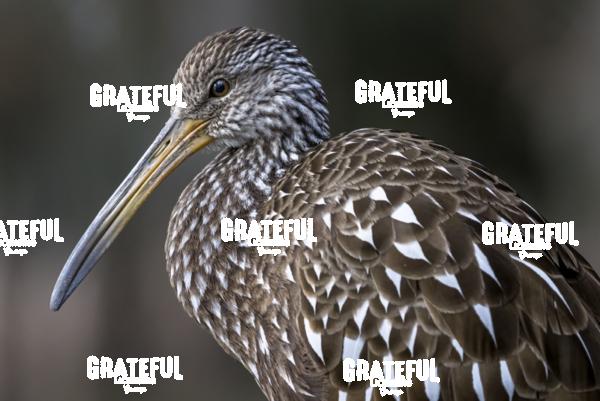 Limpkin Profile