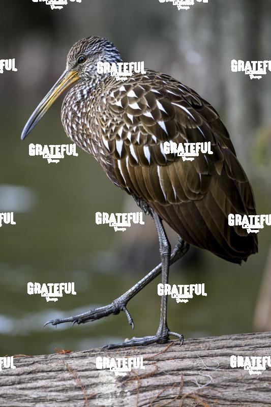 Limpkin Strut