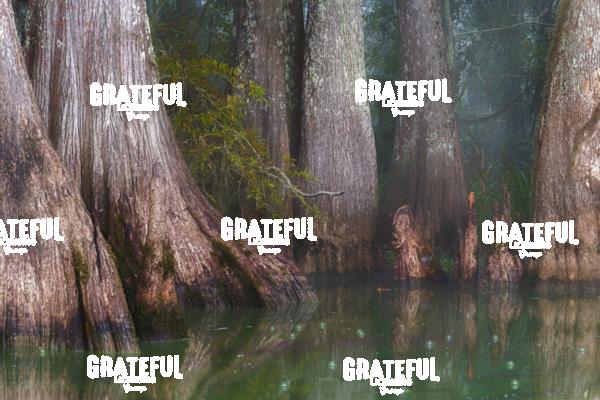 Whispers of the Swamp