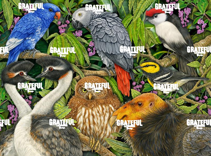 Endangered Birds_300dpi_TimJeffsArt.tif