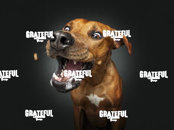 220617 Wagner Odie 42-1