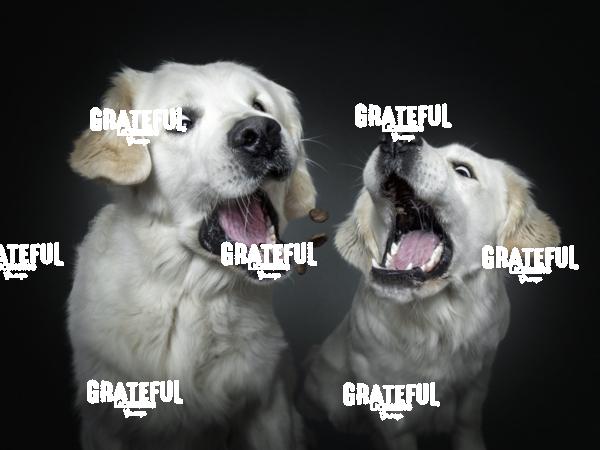 190326 Schroeder Anton Jino 73