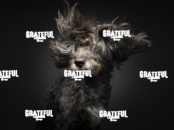 240126 Borger Django 114