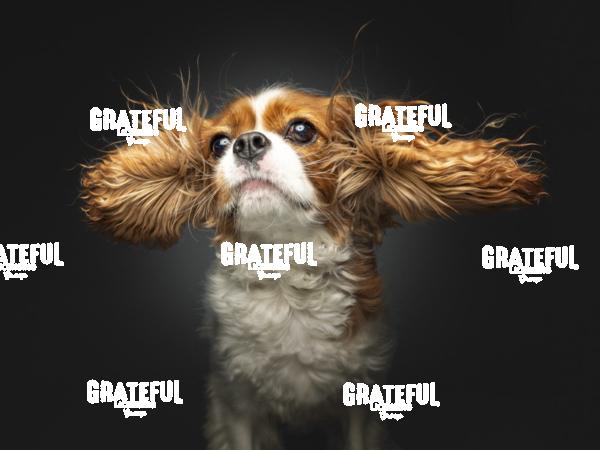 230809 Johnston Chilli 126-1