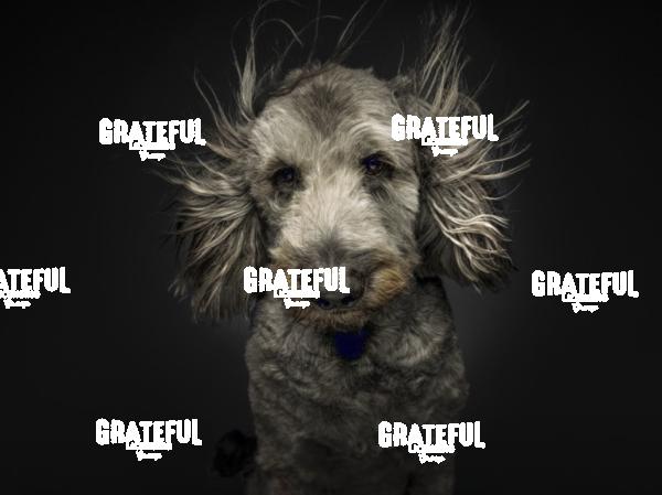 220331 Kuennemann Chewy 135