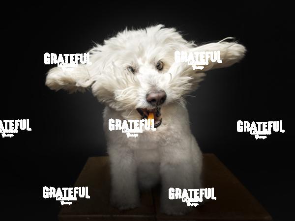 250316 Heyne Ghost 167