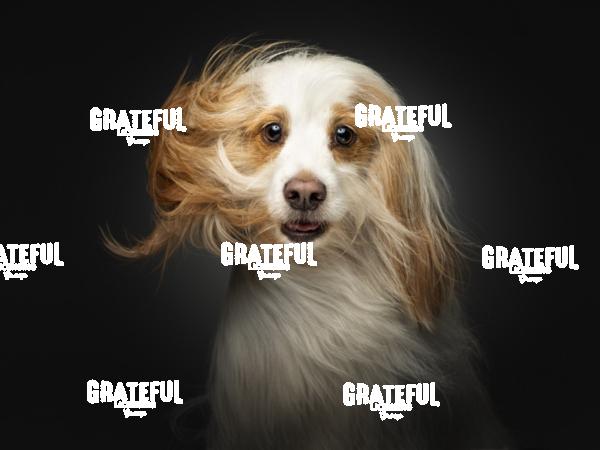 230221 Bullock Nanook Oona Roxy 322