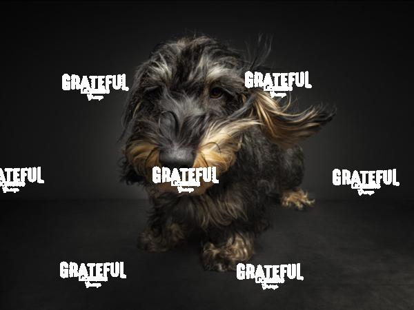 220913 Hulisz Elvis 93