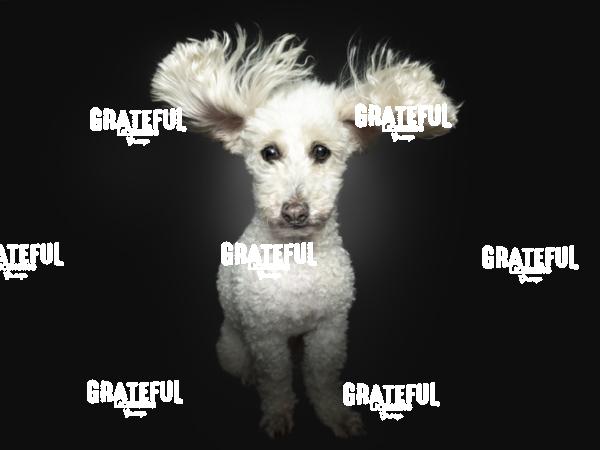 241123 Demirovic Nensi 38