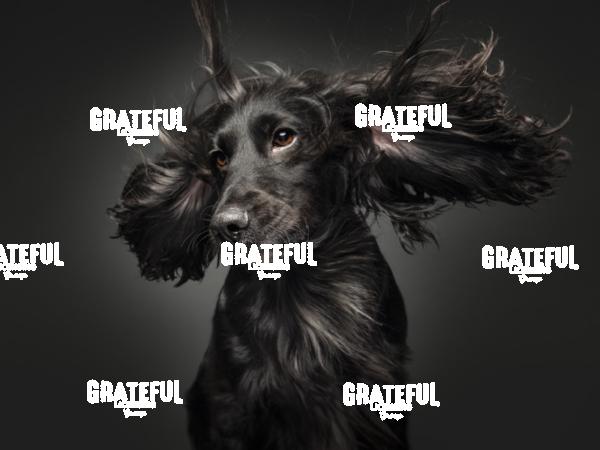 230223 Axten Velvet Dolly 72