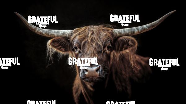 longhorn bull portrait