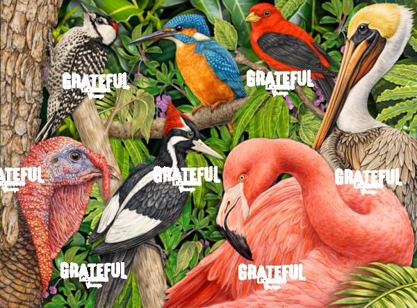 North American Birds