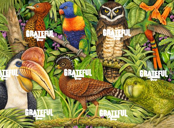 Tropical Birds Collage