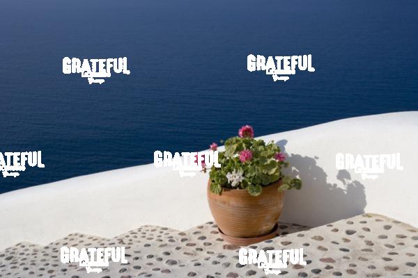 Flowers by the Ocean in Santorini