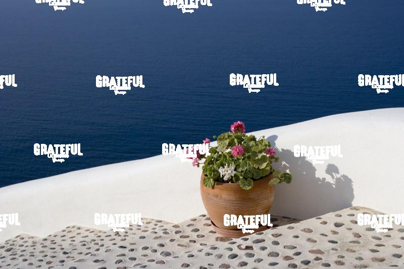Flowers by the Ocean in Santorini