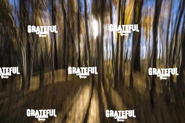 Aspen Trees and Sunlight in Flagstaff, Arizona