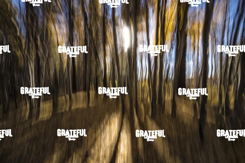 Aspen Trees and Sunlight in Flagstaff, Arizona