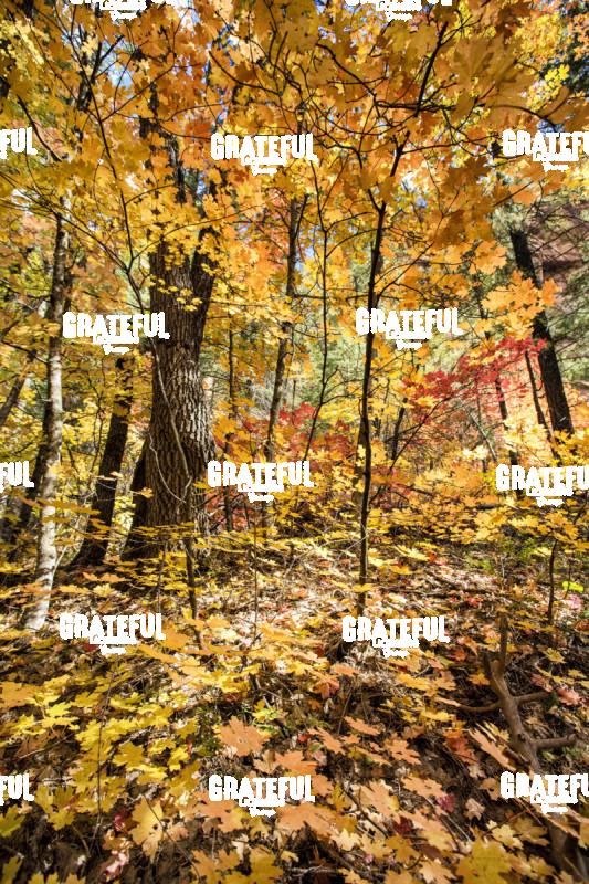 Fall Color in Sedona 3